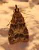 309331 – Photo : Bruno TUNE – France (02)